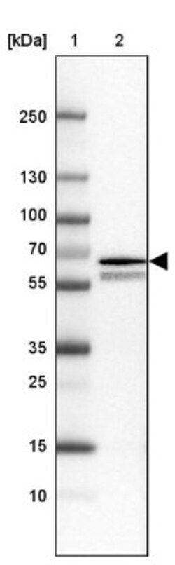RGL3 Antibody, Novus Biologicals 25 &mu;L | Buy Online | Novus Biologicals | Fisher Scientific